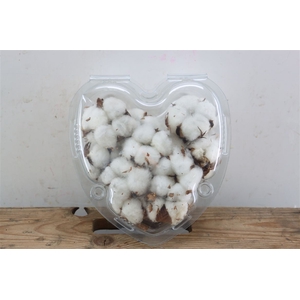 Dried Gossypium (katoen) 15 Bal