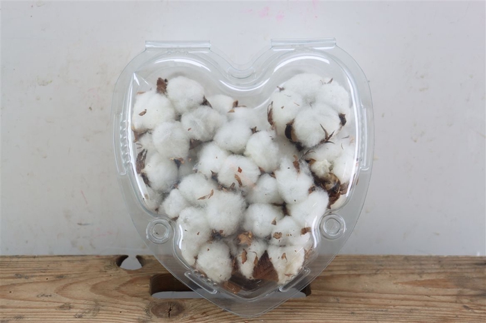 <h4>Dried Gossypium (katoen) 15 Bal</h4>