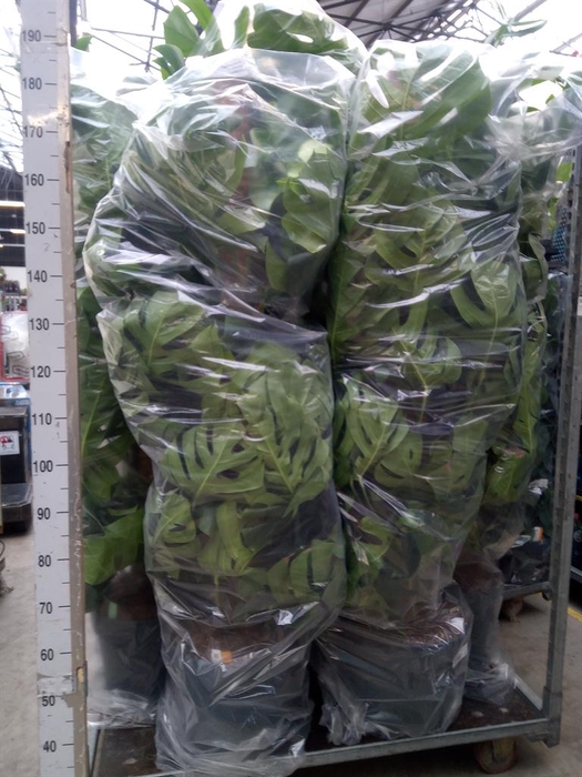 <h4>Monstera pertusum</h4>