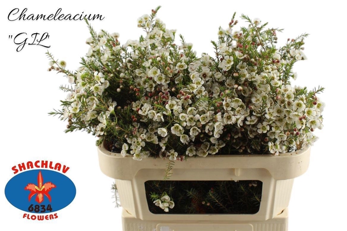 <h4>CHAME ME GIL</h4>