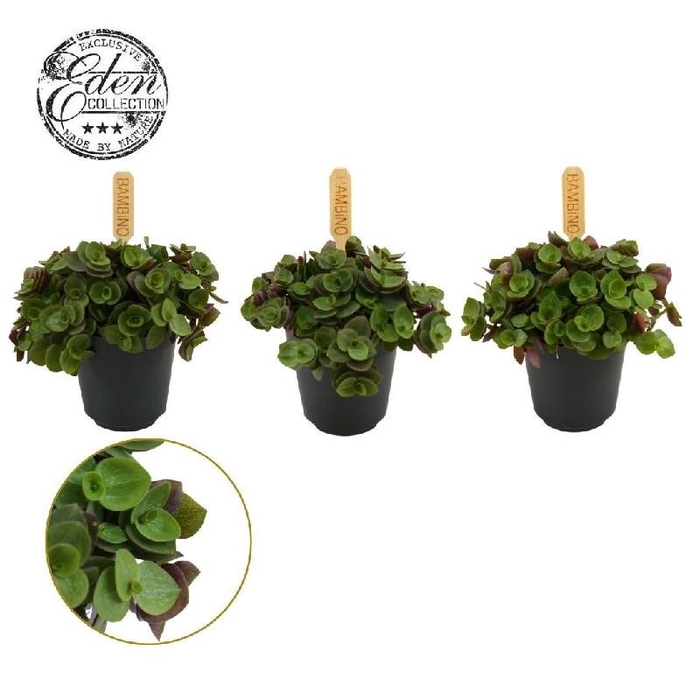 <h4>Callisia Turtle mini</h4>
