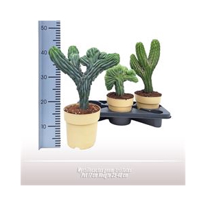 Myrtillocactus geom. cristatus