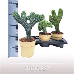 <h4>Myrtillocactus geom. cristatus</h4>