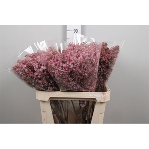 Syr Hy Maidens Blush 4+