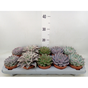 Echeveria   ...mix