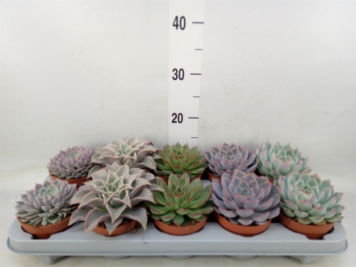 <h4>Echeveria   ...mix</h4>