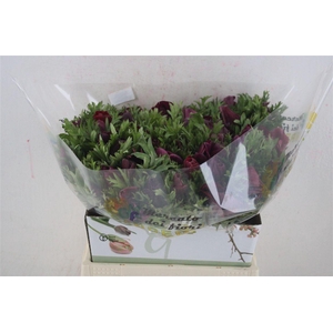 Anem Mistral Magenta