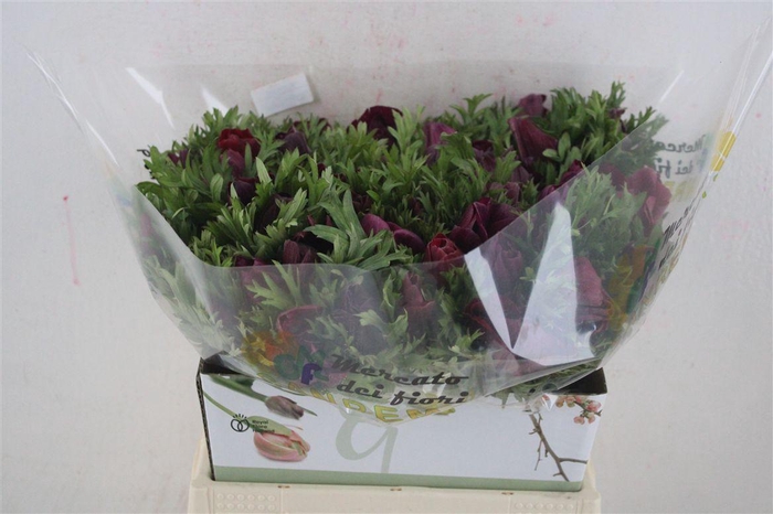 <h4>Anem Mistral Magenta</h4>