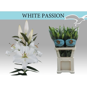 LI OR WHITE PASSION