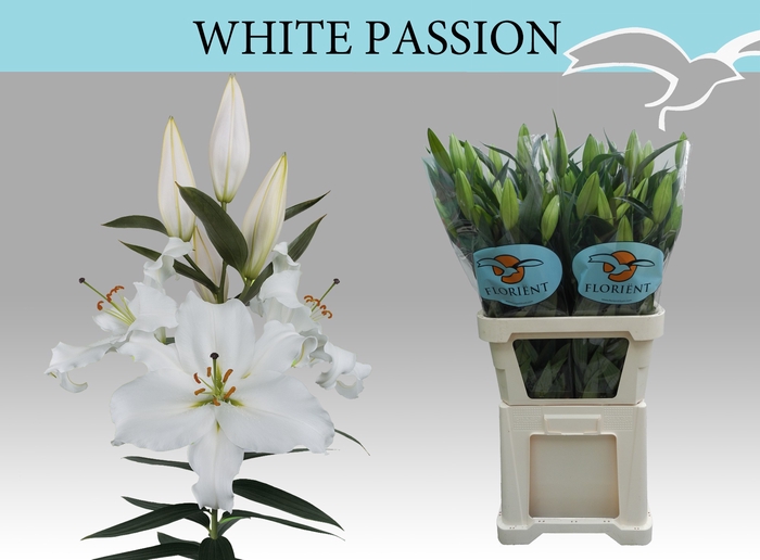 LI OR WHITE PASSION