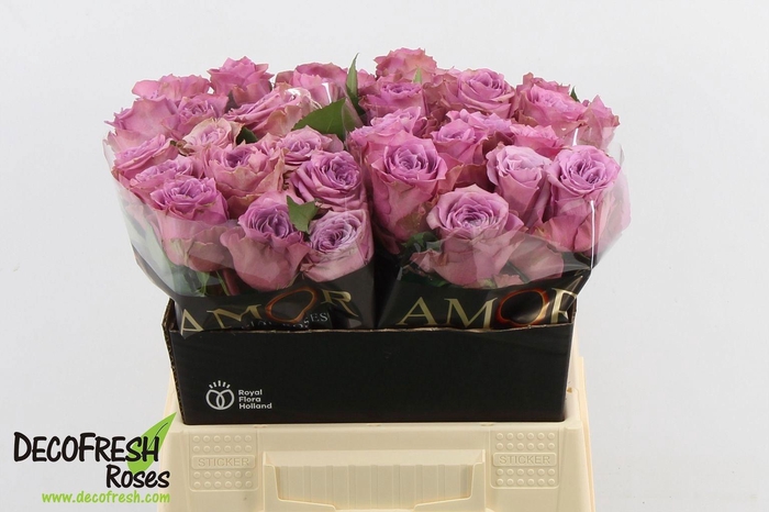 <h4>R GR PURPLE HEATHER</h4>