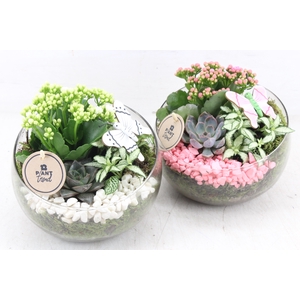 arr2 PL - Glas bol schuin x5 - roze/wit