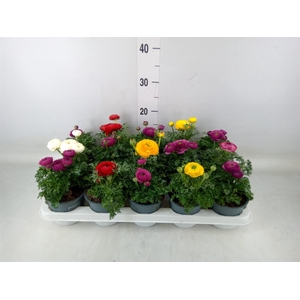 Ranunculus  'Sprinkles'