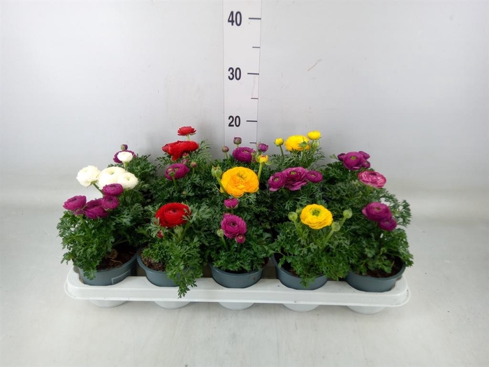 <h4>Ranunculus  'Sprinkles'</h4>