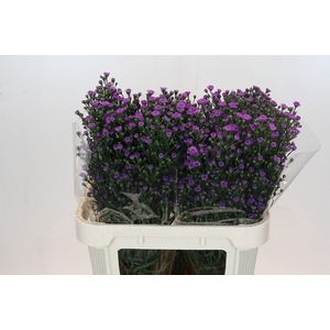 Ast Astee M Baby Pin