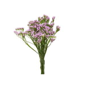 STATICE SINZII LILAC 070 CM