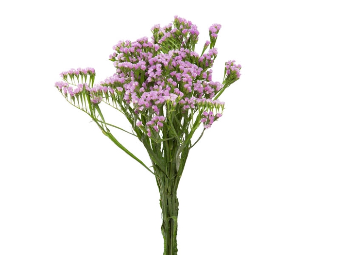 <h4>STATICE SINZII LILAC 070 CM</h4>
