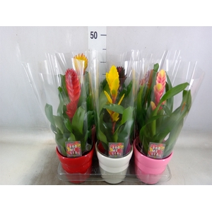 Vriesea   ...mix 6