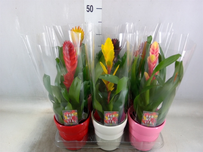 <h4>Vriesea   ...mix 6</h4>