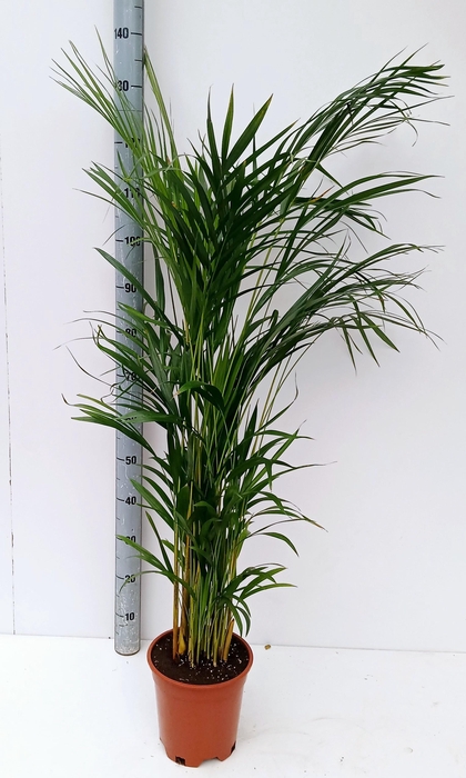 <h4>DYPSIS LUTESCENS</h4>