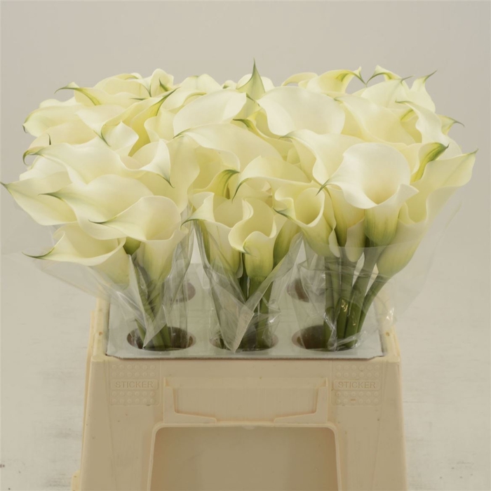 <h4>Calla Ventura</h4>