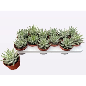 ALOE HUMILIS
