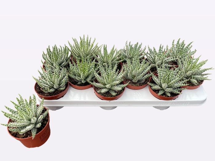<h4>ALOE HUMILIS</h4>