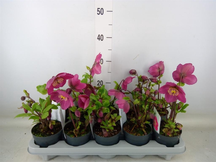 <h4>Helleborus ori.</h4>