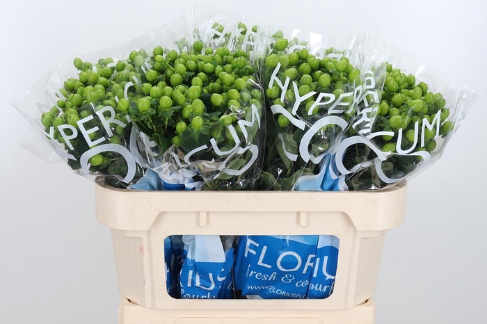 <h4>Hyp Coco Bamboo</h4>