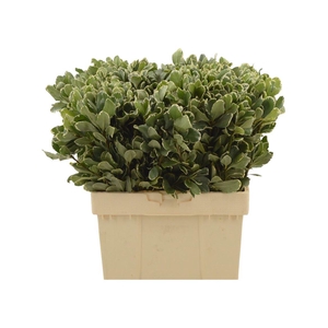 Pittosporum Ilan 60cm