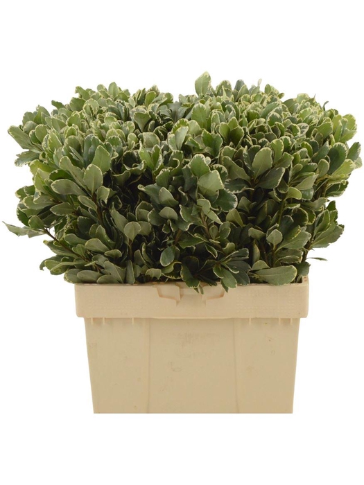 <h4>Pittosporum Ilan 60cm</h4>