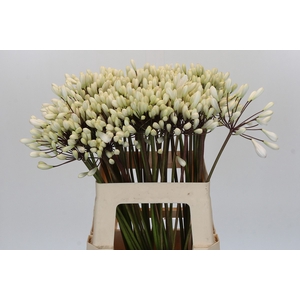 Agapanthus Barcelona