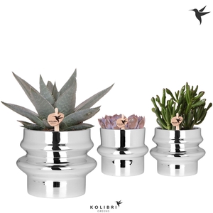 Kolibri Greens Succulenten mix in Chrome pot mix