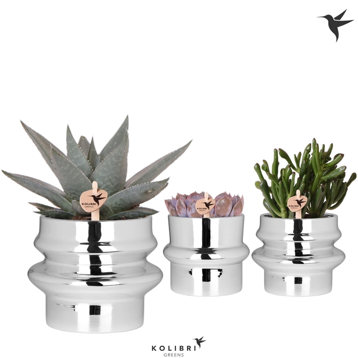 <h4>Kolibri Greens Succulenten mix in Chrome pot mix</h4>