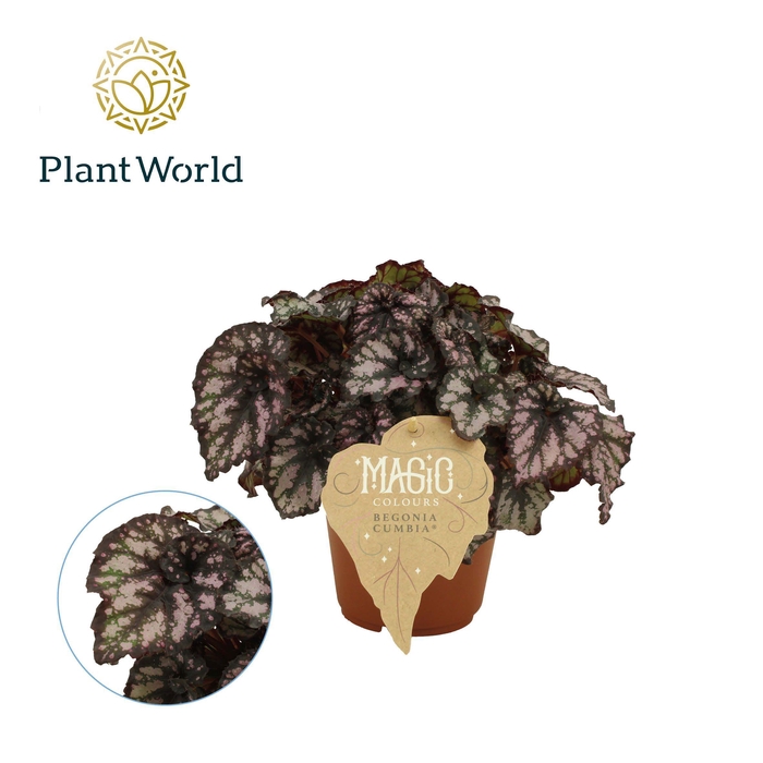 <h4>Begonia rex Cumbia</h4>