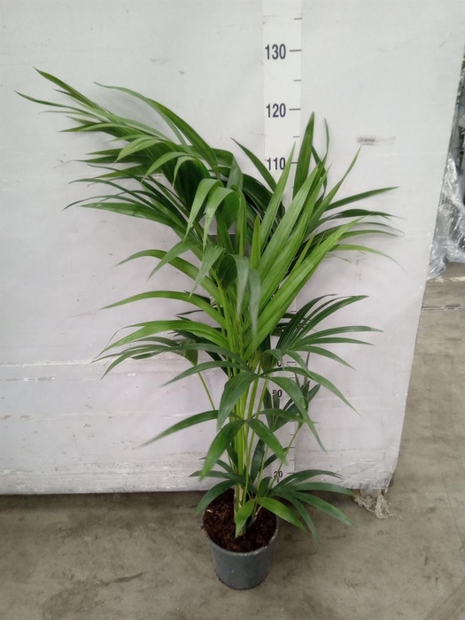 <h4>Howea forsteriana</h4>