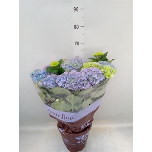 Hydrangea mac. 'Hi River'