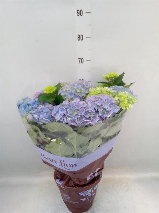 <h4>Hydrangea mac. 'Hi River'</h4>