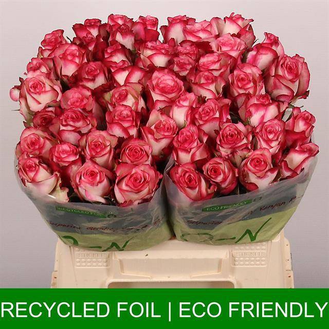 <h4>Rosa large paloma</h4>