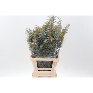 Acacia Baileya Bl Bs