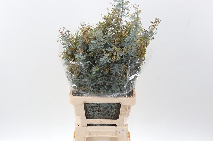 <h4>Acacia Baileya Bl Bs</h4>