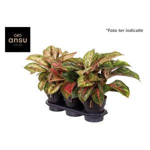 Aglaonema Exclusive Mix