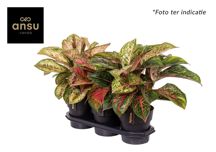 <h4>Aglaonema Exclusive Mix</h4>