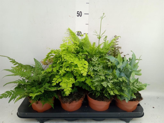 <h4>Ferns   ...mix</h4>