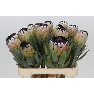 Protea Niobe