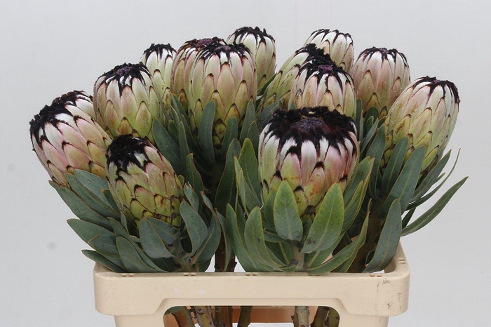Protea Niobe