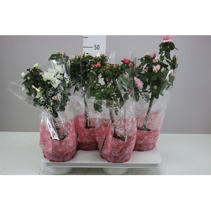 Rhododendron Si Op Stam Gemengd