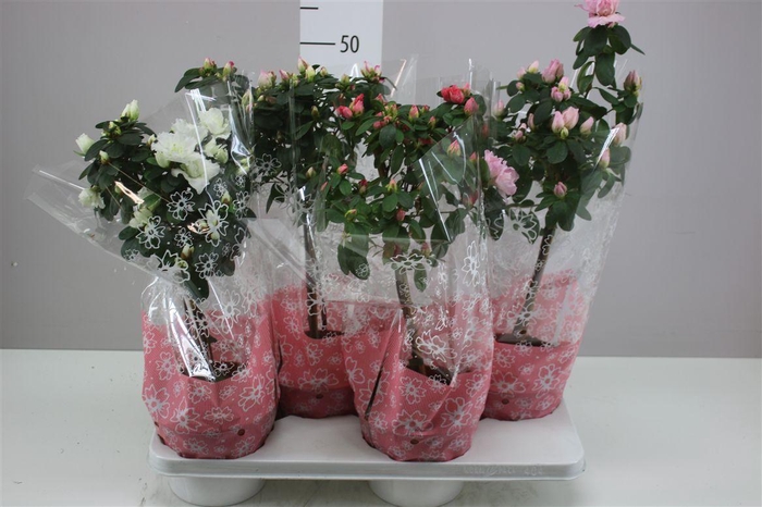 <h4>Rhododendron Si Op Stam Gemengd</h4>