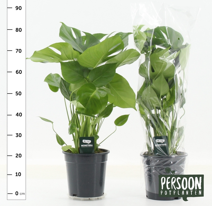 <h4>MONSTERA DELICIOSA</h4>