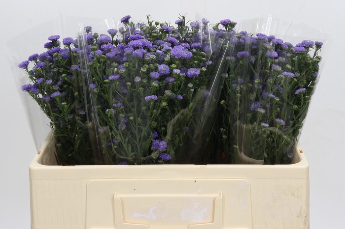 <h4>Aster Baby Blue</h4>